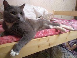 Красивых котиков пост