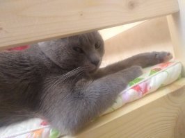 Красивых котиков пост