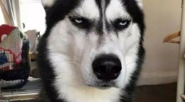 Без протокола, свидетелей, камер, очной сказать что-то вообще нельзя. По форме превышение самообороны чистое - нож только если убивать нужно использовать, мастер ножевого боя 1/1000, остальные так ткнут - 90% летальный. Стороны путаются в показаниях. Полиция если туапсинец не знал её имени и города проживания (а значит они долго болтали и может не один день) как бы на неё вышла? Похоже на очередную брехню, особенно с раздуванием по соцсетям перепостами, а потом как обычно выяснится, что либо просто брехня, а не новость или было всё в Мексике, в прошлом веке и не изнасилование, а ограбление и не ножом для карандашей (ножеман, но что сие есть не знаю, перочинный может?), а Кольтом Писмейкером.