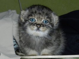 Дикие кошки