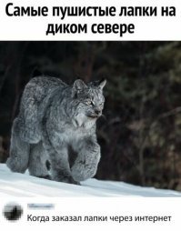 Дикие кошки
