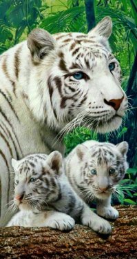 Дикие кошки