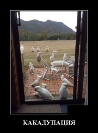 Хех сижу на балконе и тестю говорю попугаи летают зеленые , он посмотрел на деревья на меня и говорит иди спать . Ну ок поехал на вторую хату отдыхать , через час звонок слушай там не только зеленые но и желтые :)))))))