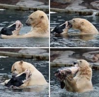 Деграданса псто