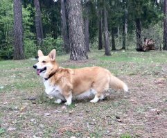 Хорошее описание, правда многие коржики склонны, как впрочем и большинство собак, грызть все что плохо приколочено) Единственное жаль, что многие думают, что это декорашки и не удивляют внимание воспитанию и правильному питанию, от сюда получаются неуправляемые и толстые корги. 
Вот мой красавец!)