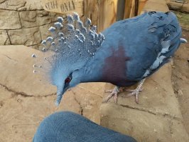 О, спасибо за названия. Был пару лет назад в птичьем зоопарке, так за мной этот голубь с Новой Гвинеи увязался, потому что джинсы были одного с ним цвета. Стоило мне присесть, этот чувак на колени стал забираться :)