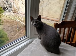 Про кота :) У меня той-же породы котейка, так худющий довольно, хотя в мисках всегда сухой корм и консервы лежат.
