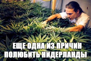 19 причин полюбить Нидерланды