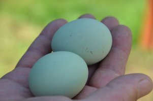 Добавлю споров в коментах))) как на счёт таких яиц, это порода Ухейилюй))) фото сразу скажу из инета, но я таких же завёл, жду результат!)