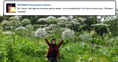 Борщевик-укроп мутант