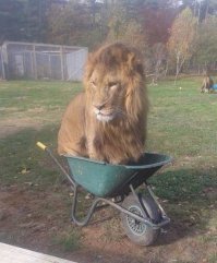 Дикие кошки