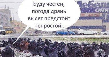 Птицы в доле...