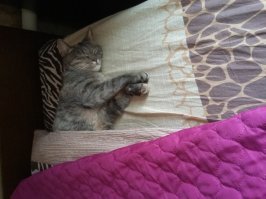 40 смешных фотоотчетов о кошках