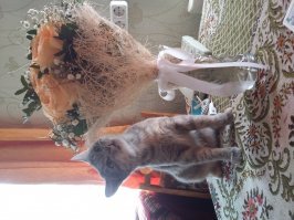 40 смешных фотоотчетов о кошках