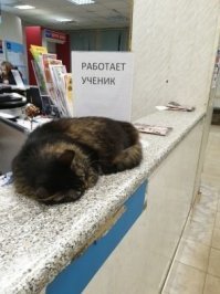 Почему нельзя шутить про Почту России?