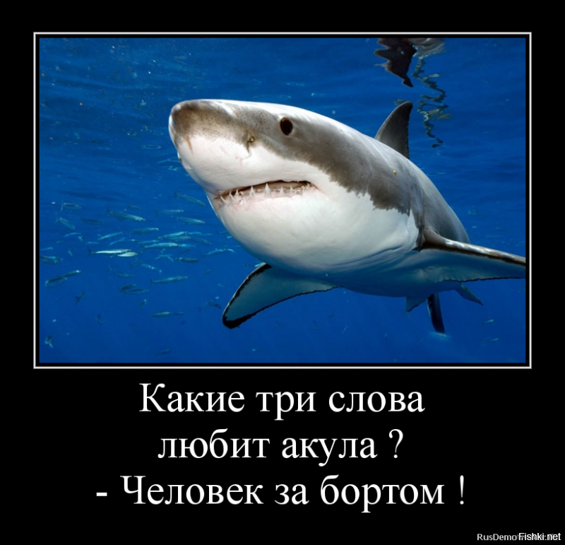 "Челюсти" в реальной жизни: огромная акула шокировала рыбаков в США