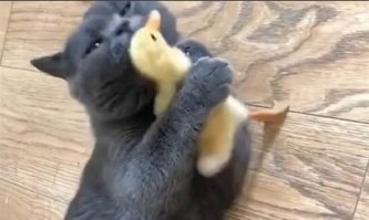 И тут же следующий пост:
"Кот и утенок стали верными друзьями "