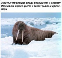 Парад русалок в Нью-Йорке