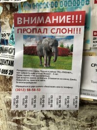 При звуках флейты теряет силу воли?