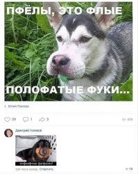 Пёсики, которые познакомились с пчёлами