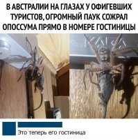 Прикольные и смешные картинки