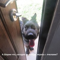 Пёсики, которые познакомились с пчёлами