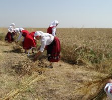 Перевод гугл :)
Паламарка - это деревянная перчатка для последних трех пальцев руки, используемая при сборе урожая с серпом. Вверху 'паламарка' заканчивается изогнутым внутренним рогом (около 10 см.). Цель создателя 'паламарка' состоит в том, чтобы покрыть больше классов и защитить его руку от травм серпом, так как классы режутся прямо под рукой. Рог также используется, чтобы связать связки.