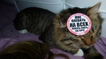 Фотографии животных, которые спят там, где захотят