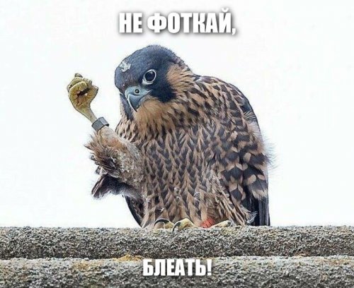 Сокол-сапсан погрозил фотографу