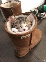 Фотографии животных, которые спят там, где захотят