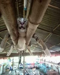 Фотографии животных, которые спят там, где захотят