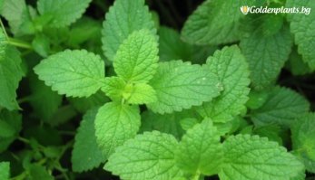 В Болгарии добавляем свежая мята! Вот тогда уже оболденно свежо :)))