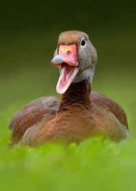 Утёнок, который смог 