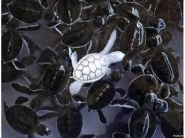 Свой среди чужих