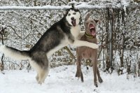 -Псины, да вы пьяные!
-Неа!
-Да пьяные же!
-Неа!
-Ну-ка, полайте!
-Лааай-лааай!!!