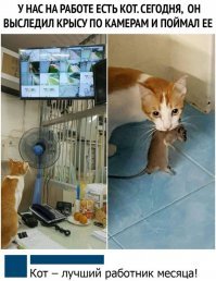 Прикольные и смешные картинки