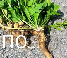 В Европе сейчас так жарко, что даже метеорологи называют это "адом"