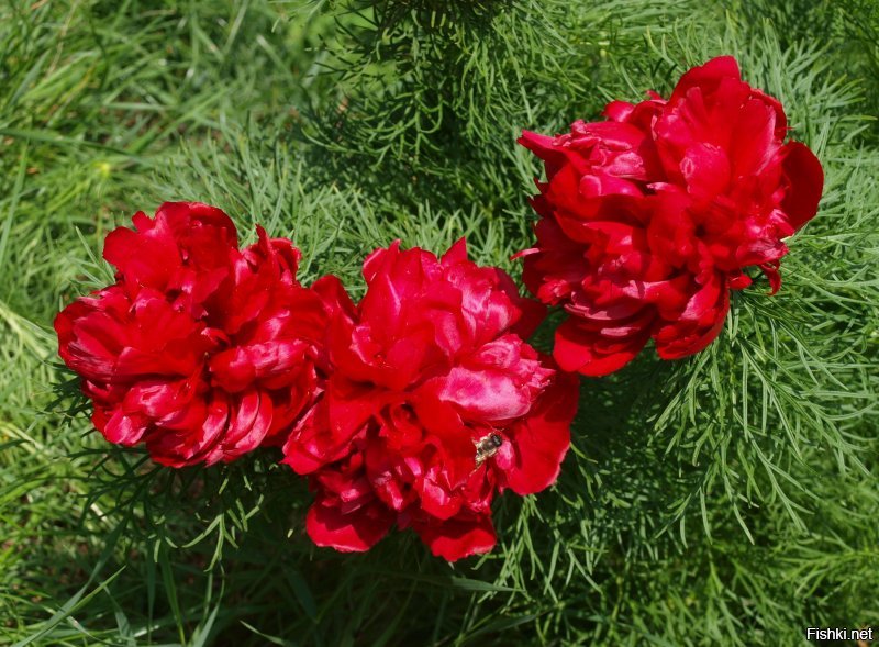 Красотища! Но у меня в саду не хуже!