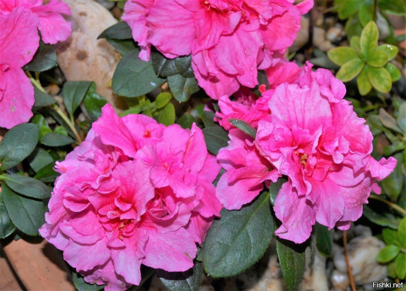 Красотища! Но у меня в саду не хуже!