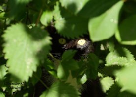 20 забавных гениев маскировки, которым позавидует любой шпион