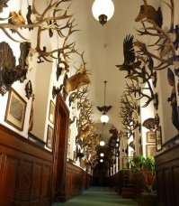 Был в Чехии в замке Конопиште Франца Фердинанта там есть комнаты с чучелами и таких комнат там множество. Правильно его Принцип пристрелил