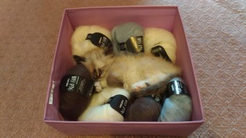 20 забавных гениев маскировки, которым позавидует любой шпион