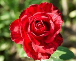 Ну, у меня тож есть что показать... И получше качеством. На телефон снимали? )))
Это для образца (кликабельно, 1024):