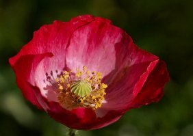 Ну, у меня тож есть что показать... И получше качеством. На телефон снимали? )))
Это для образца (кликабельно, 1024):