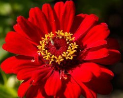 Ну, у меня тож есть что показать... И получше качеством. На телефон снимали? )))
Это для образца (кликабельно, 1024):