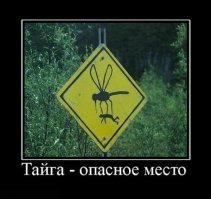 Пять этапов жизни комара: от яйца до зимовки в щелях