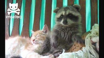 Похоже, еноты )) Василий зашёл к друзьям детства.