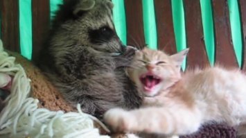 Похоже, еноты )) Василий зашёл к друзьям детства.