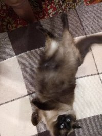 Маркиз изволят отдыхать...