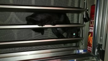 Везёт же людям. У них коты как коты. Не то что этот мелкая сволочь: "Хозяаааин! Вынимай меня отсюда, пол дня уже так вишу, жпчшц!"